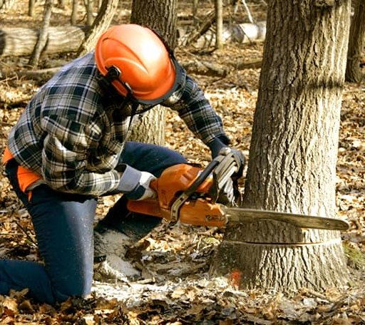 Tree Removal in Gill, MA